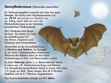 Kleinformatige Bild- und Lehrtafel: Zwergfledermaus